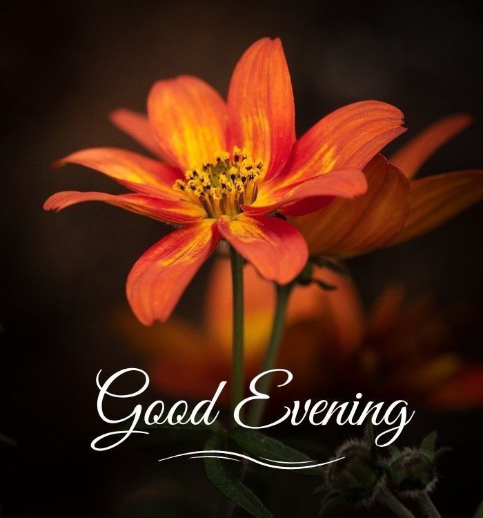 bengali-good-evening-images