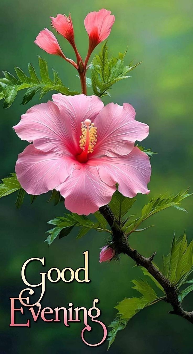 cute-have-a-good-evening-images