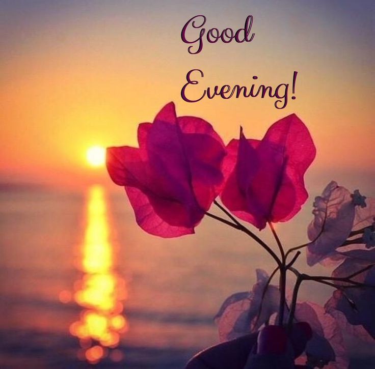 good-evening-darling-images