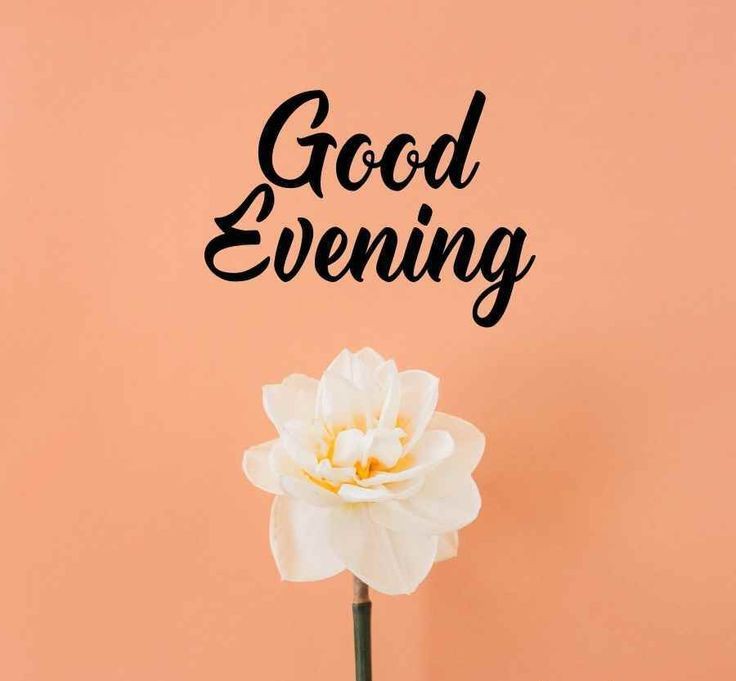 good-evening-images-cat