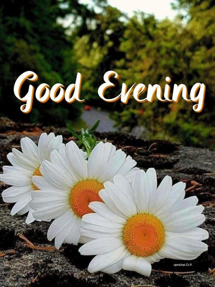 good-evening-images-for-whatsapp-download