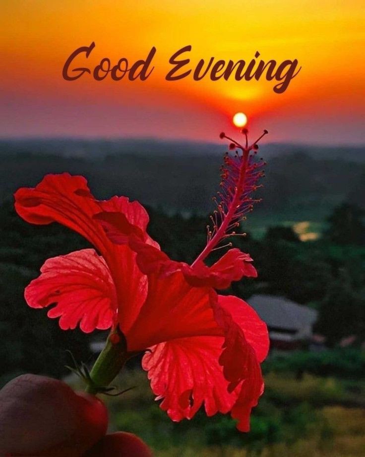 good-evening-quotes-and-images